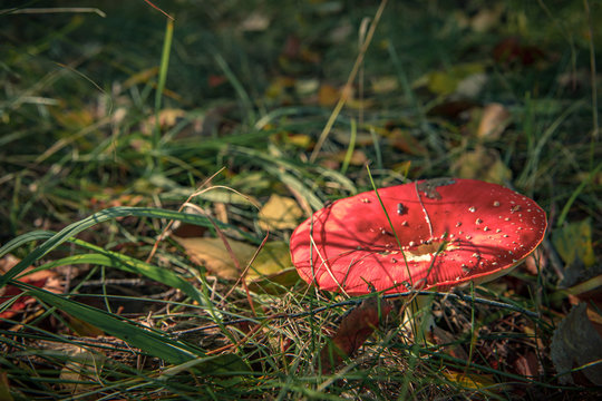 toadstools in forest under tree in grass
