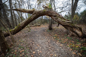 konar drzewo most łuk