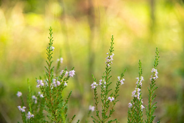 Closeup nature view of blue flower on blurred greenery