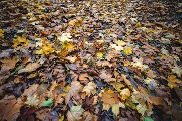 liście jesień tło kolory