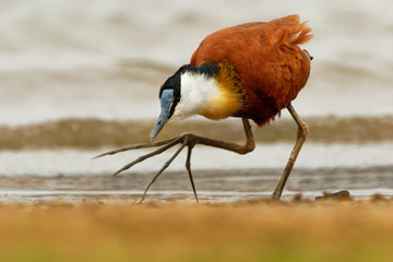 African Jacana - Actophilornis africanus  is a wader in the family Jacanidae, identifiable by long...