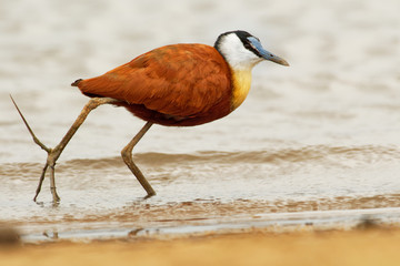 African Jacana - Actophilornis africanus  is a wader in the family Jacanidae, identifiable by long toes and long claws that enable them to walk on floating vegetation in shallow lakes