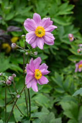Two large flowers of Anemone hupehensis blossom pink vertical closeup. Anemone tomentosa Robustissima Oriental Garden Ornamental Plant