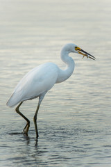 Little Egret feeding, wild bird with fish in natural surround.