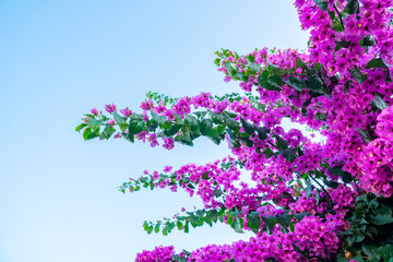 Blooming bougainvillea flowers background. Bright pink magenta bougainvillea flowers as a floral background.