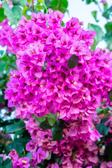 Blooming bougainvillea flowers background. Bright pink magenta bougainvillea flowers as a floral background.