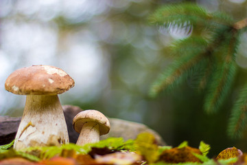 mushroom at a fir-tree in the autumn forest