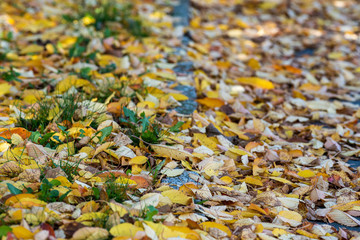 Leaves on the sidewalk cover curbstone autumn city
