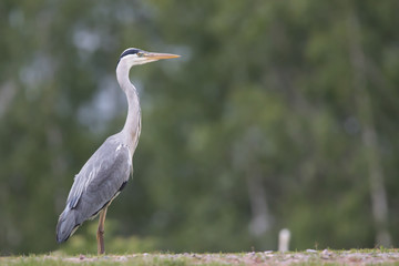 great blue heron