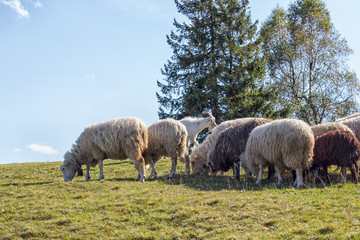 Fototapeta premium A herd of sheep at a farm 