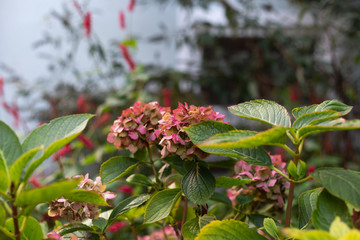 cottage garden flowers in fall