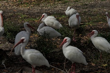 Obraz premium Birds at dusk