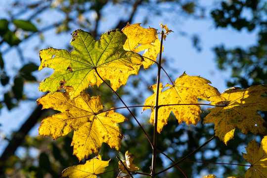 Glowing maple platanus leaves due to backlighting on an early autumn day