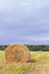 Fototapeta premium Haystacks are removed from the fields in the summer near the forest