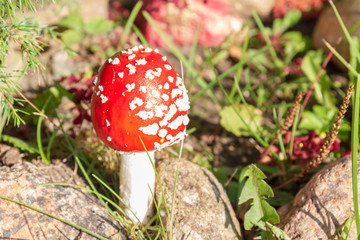 Red bright mushroom fly agaric with white spots near the stones