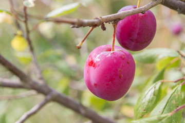 A ripe plum hangs on a tree in early autumn