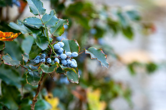 Mahonia aquifolium or Oregon grape blue berries autumn