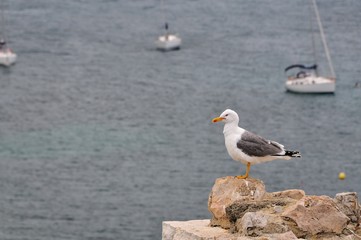 seagull face to the mediterranean sea