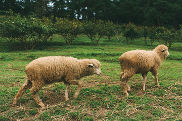 sheep in field
