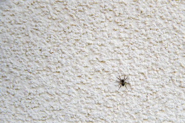 spider on the exterior wall of a family house