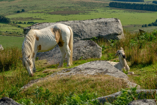 Wild horses Mother and foal on moorland in Cornwall