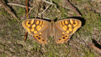 Fototapeta premium Maculada o mariposa de los muros