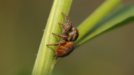 Araña saltarina