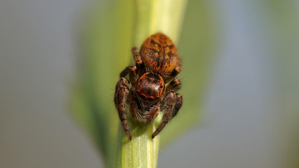 Araña saltarina