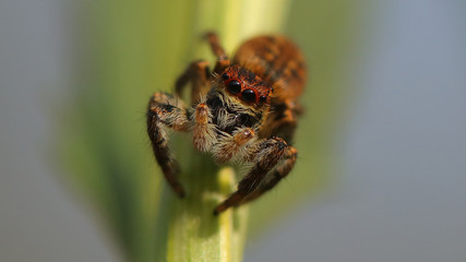 Araña saltarina