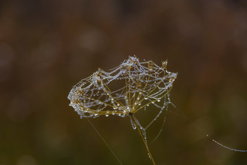 Morning dew on cobweb, drops of water like pearls, small balls on the spider's web on the meadow vegetation, closeup, autumn macro,