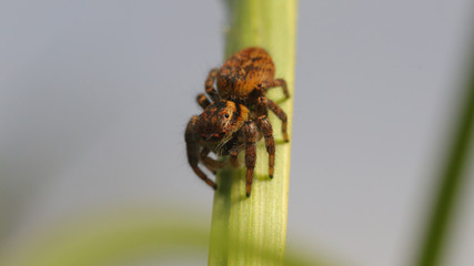 Araña saltarina