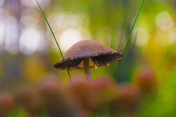Mushroom Glossus mushroom, Coprinellus micaceus (Bull.) Vilgalys, Hopple & Jacq. Johnson, macro, closeup, bokeh, autumn, nature, mushroom hat sticking out of the moss