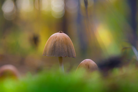 Mushroom Glossus mushroom, Coprinellus micaceus (Bull.) Vilgalys, Hopple & Jacq. Johnson, macro, closeup, bokeh, autumn, nature, mushroom hat sticking out of the moss
