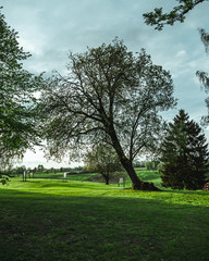 tree in park