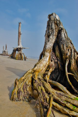 Tree Stumps as Beach Erodes