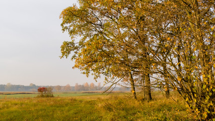 Złota polska jesień na Podlasiu, Dolina Narwi, Podlasie, Polska © podlaski49