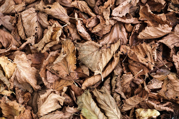 Withered dry leaves. Top view. Autumn october day concept