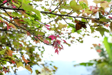 branch with leaves