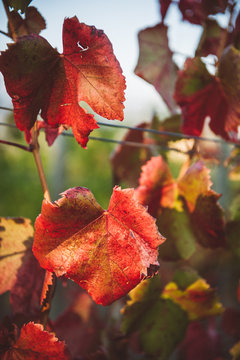 foglie di vite nel chianti d'autunno