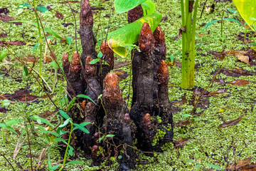 Cypress knees