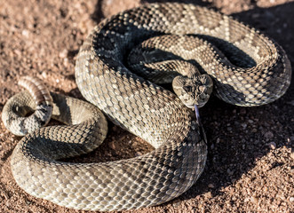 Mojave Rattlesnake