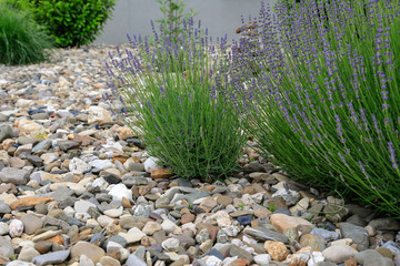 Moderner Gartenbau: Lavendel und Grünpflanzen umgeben von Schotter und Kieselsteinen