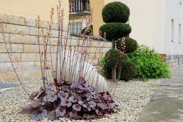 Moderner Gartenbau: Vorgarten entlang einer Haus Mauer mit pflegeleichten Pflanzen wie Buchsbaum...