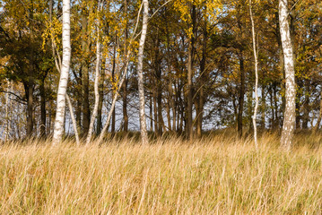 Złota polska jesień na Podlasiu, Dolina Narwi, Podlasie, Polska © podlaski49