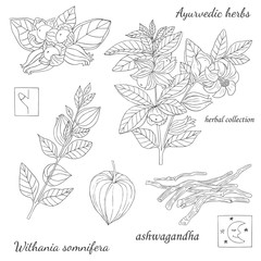ashwagandha plant-8