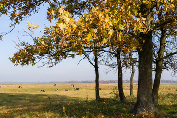 Złota polska jesień na Podlasiu, Dolina Narwi, Podlasie, Polska © podlaski49