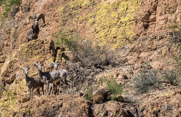 Big Horn Sheep