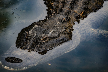 Alligator in Water