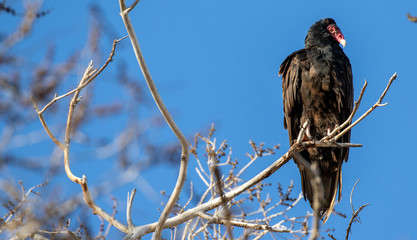 Turkey Vulture