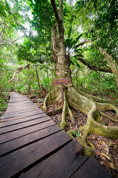 Passway, Into The Jungle Of The Sian Ka'an Biosphere Reserve, Mexico